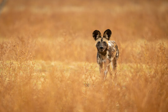 African wild dog passes bushes facing camera