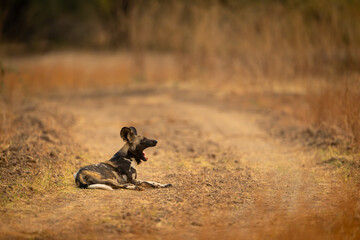 African wild dog lies yawning on road