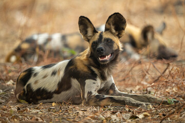 African wild dog lies with mouth open