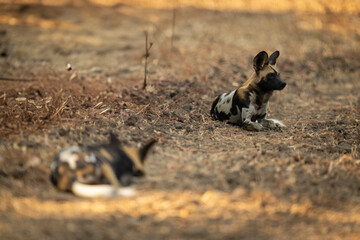 African wild dog lies watching another one