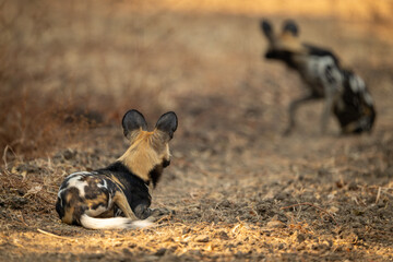 African wild dog lies watching another stand