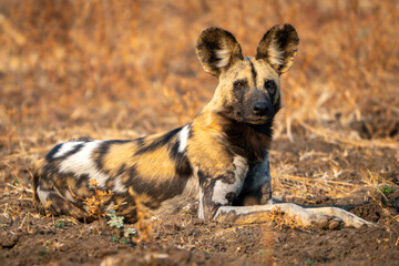 Fototapeta premium African wild dog lies staring toward camera