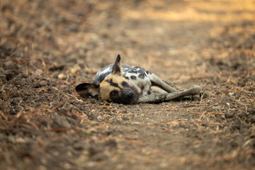 African wild dog lies on side staring