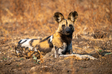 Fototapeta premium African wild dog lies staring towards camera