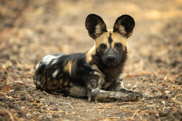 African wild dog lies staring to camera