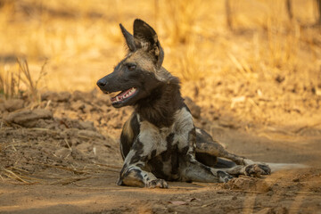 African wild dog lies on sandy track