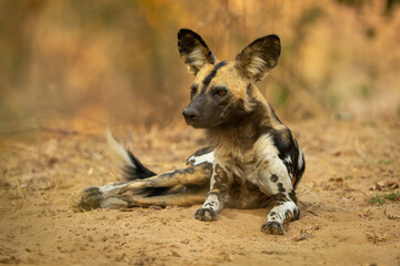 Fototapeta premium African wild dog lies on sandy plain