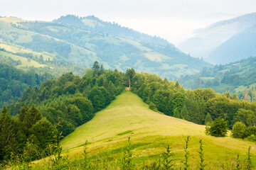 Obraz premium mountain landscape in the morning. fir forest on the hill. beautiful view of nature in summer. fog in the distant valley. wonderful ecosystem of europe