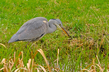 Young grey heron walking in a ditch in Bourgoyen nautre reserve, Ghent, Flanders, Belgium - Ardea...