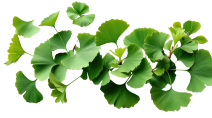 Ginkgo Biloba Leaves: A close-up shot showcasing delicate ginkgo biloba leaves with their fan-shaped form and vibrant green color, a symbol of resilience and natural beauty.