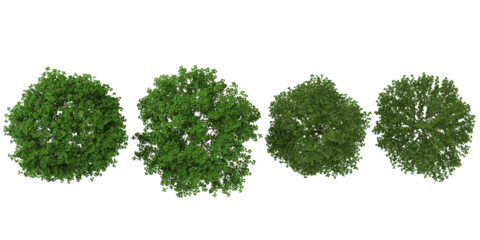 Collection of Bauhinia,Bothrocaryum trees on transparent background from the top view