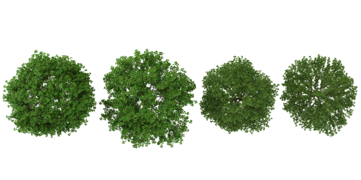 Collection of Bauhinia,Bothrocaryum trees on transparent background from the top view