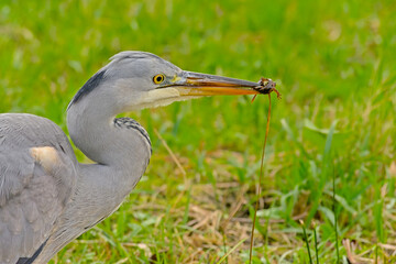 Close-up of a juvenile grey heron with a prey in it's beak  - Ardea cinerea 