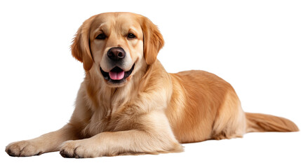 Golden Retriever's Gentle Gaze: A beautiful golden retriever lies down, showcasing its soft, golden fur and a heartwarming expression.