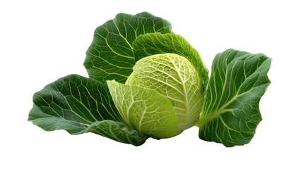 Obraz premium Fresh Cabbage: A captivating close-up captures the crisp and vibrant textures of a fresh, green cabbage, showcasing nature's bounty. 