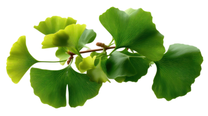 Ginkgo Leaves: A close-up shot of the delicate, fan-shaped leaves of a Ginkgo tree, displaying their vibrant green color and intricate veins against a clean background.