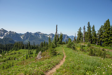 Scenic Mountain Trail with Vibrant Greenery