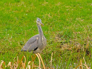 Young grey heron walking in a ditch in Bourgoyen nautre reserve, Ghent, Flanders, Belgium - Ardea...