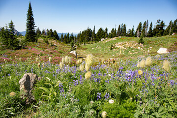  Vibrant Wildflower Meadow in Bloom with Mixed Flora
