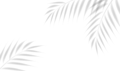 Palm Branch And Isolated White Background