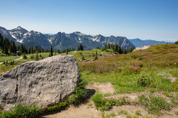 Mountain Landscape with Wildflower Meadow