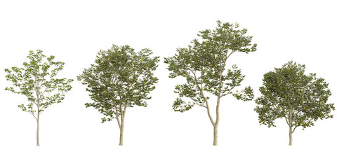 Collection of Broussonetia,Celtis trees on transparent background