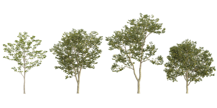 Collection of Broussonetia,Celtis trees on transparent background