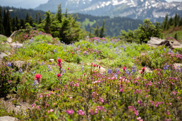 Colorful Wildflower Meadow Against Mountain Backdrop