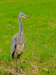 Young grey heron walking in a ditch in Bourgoyen nautre reserve, Ghent, Flanders, Belgium - Ardea cinerea 