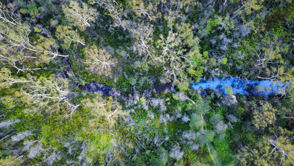 A creek running through an eucalyptus forest, seen from above