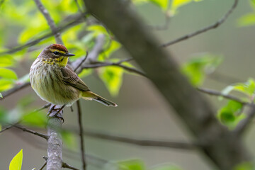 Closeup of a palm warbler perched in a tree.
