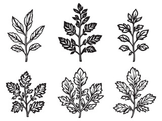 Marjoram leaf vector drawing elegant botanical illustration