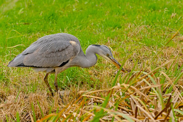 Young grey heron walking in a ditch in Bourgoyen nautre reserve, Ghent, Flanders, Belgium - Ardea cinerea 