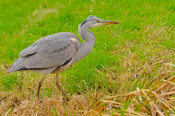 Young grey heron walking in a ditch in Bourgoyen nautre reserve, Ghent, Flanders, Belgium - Ardea cinerea 