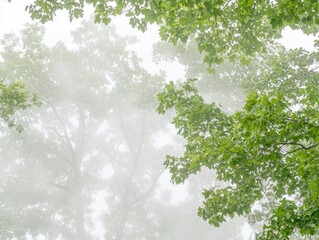Obraz premium Lush green leaves framed by misty forest canopy.