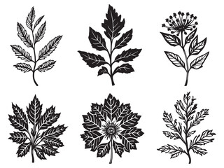 Fototapeta premium Minimalist Aster Botanical Line Drawing Design