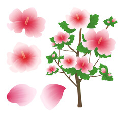 Patriots and Veterans Month Korea Flower 호국보훈의 달 대한민국 꽃 무궁