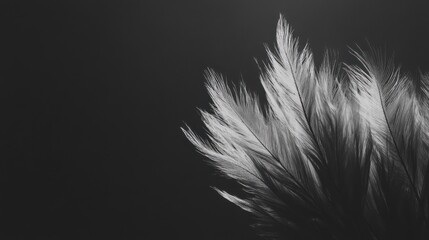 Obraz premium A greyscale closeup shot of a dandelion with a black background illustration , no logos, no brands