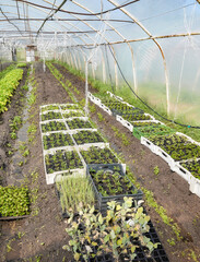 Organic vegetables and seedlings grown in a foil tunnel.