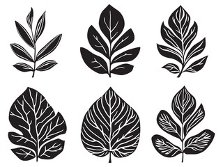 Minimalist Haworthia Leaf Illustration with Clean Lines