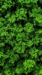 Fototapeta premium Close-up view of moss with intricate texture