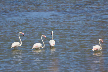 Bird spotting in the salt lake