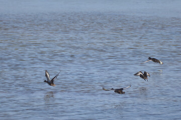 Bird spotting in the salt lake