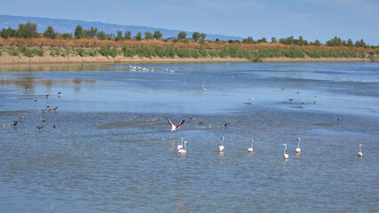 Bird spotting in the salt lake