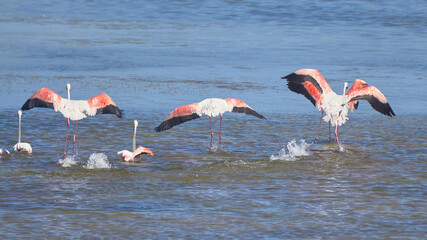 Bird spotting in the salt lake