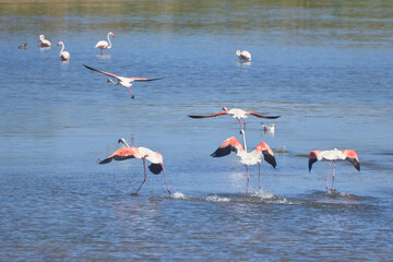 Bird spotting in the salt lake