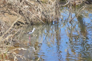 Bird spotting in the salt lake