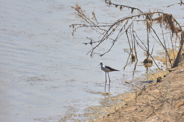 Bird spotting in the salt lake