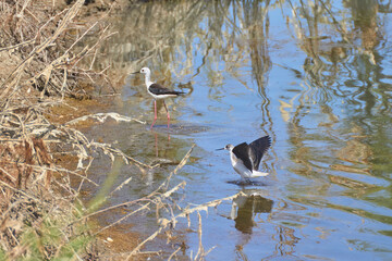 Bird spotting in the salt lake