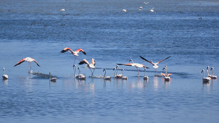 Bird spotting in the salt lake